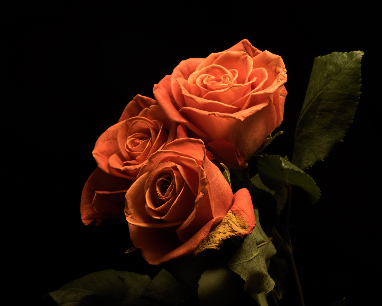 Букет розовых роз с зелеными лепестками на черном фоне