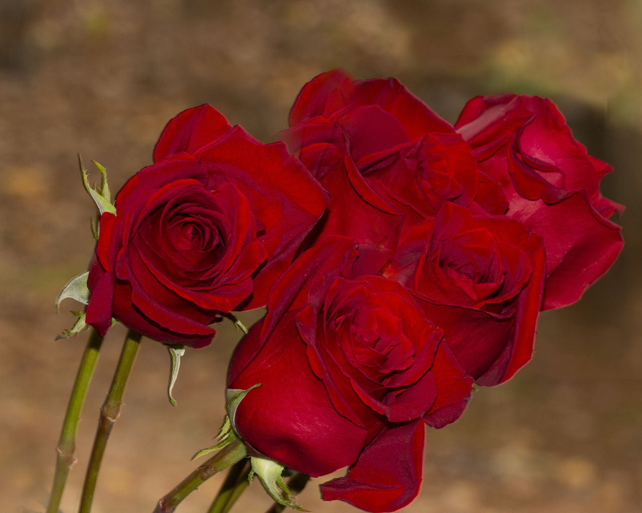 Букет алых роз крупным планом