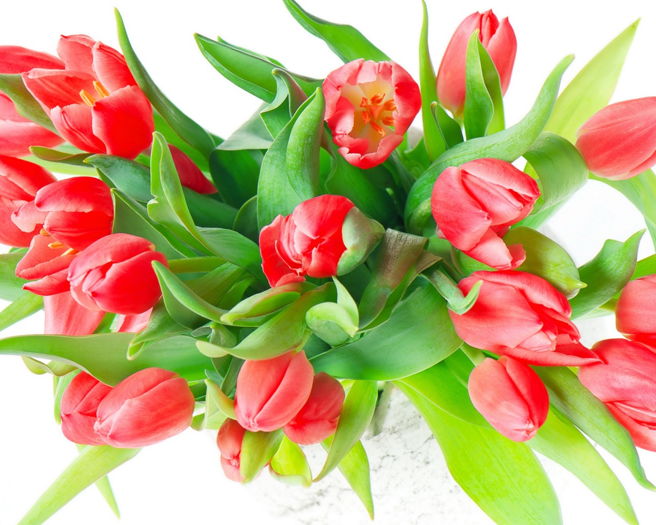 Букет красных тюльпанов с зелеными листьями на белом фоне