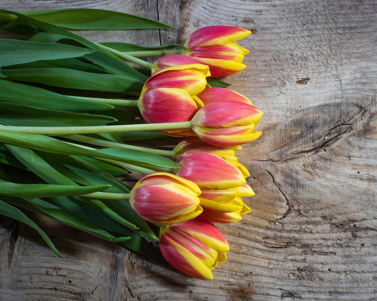 Букет красных тюльпанов с желтыми ободками на деревянном столе