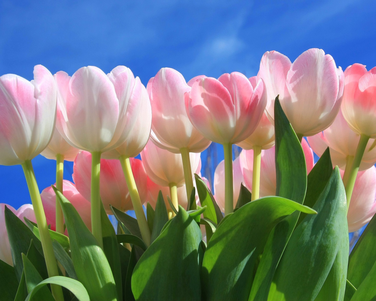 Букет нежных розовых тюльпанов на фоне голубого неба 