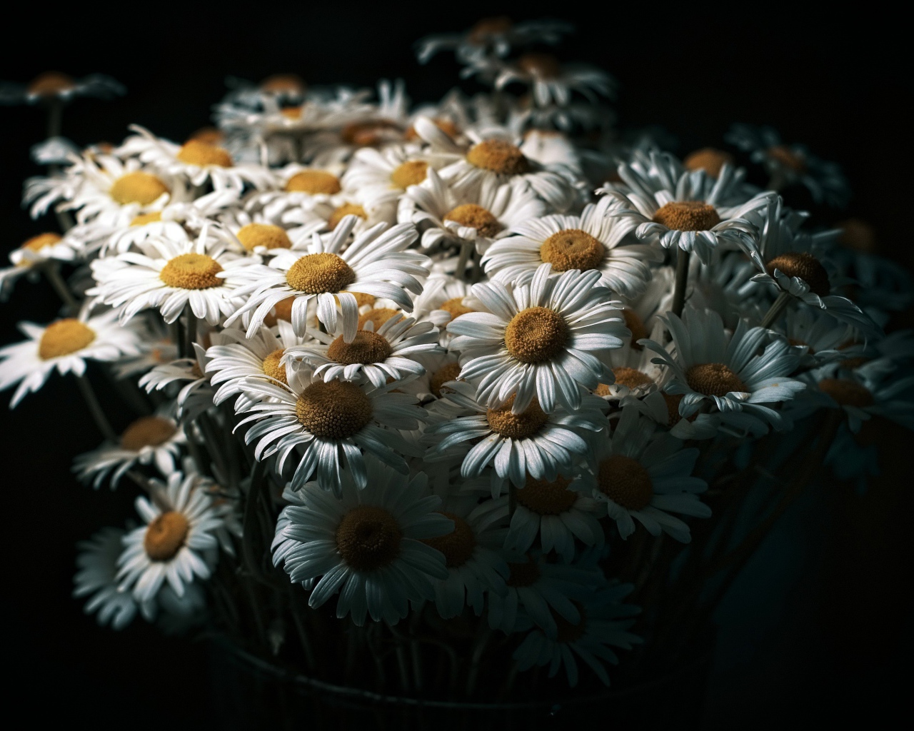 Букет белых полевых ромашек на черном фоне