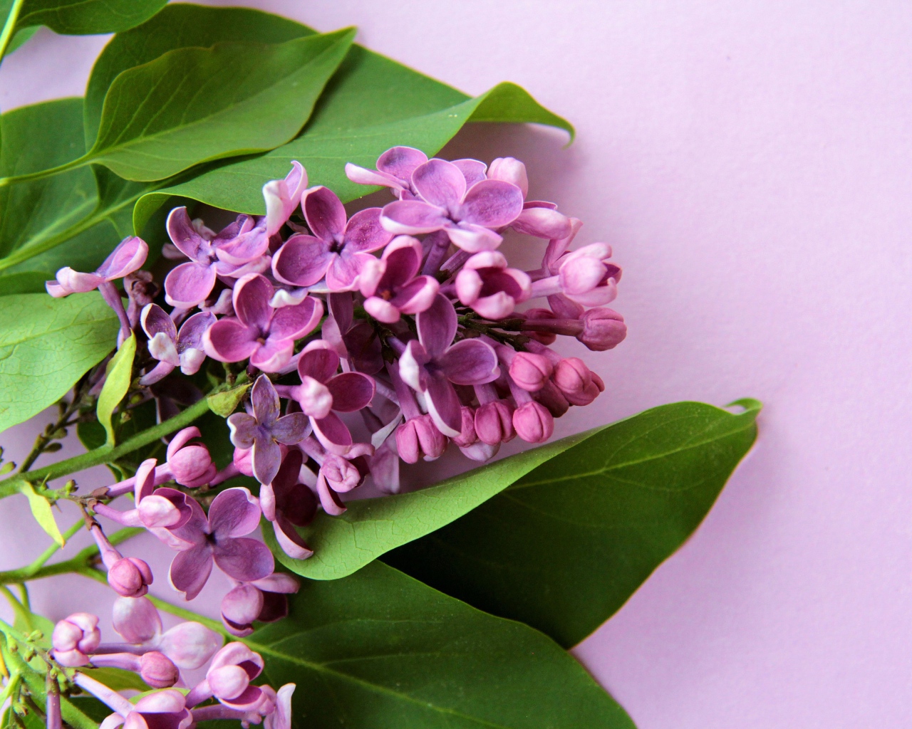 Ветка цветов сирени с зелеными листьями на розовом фоне