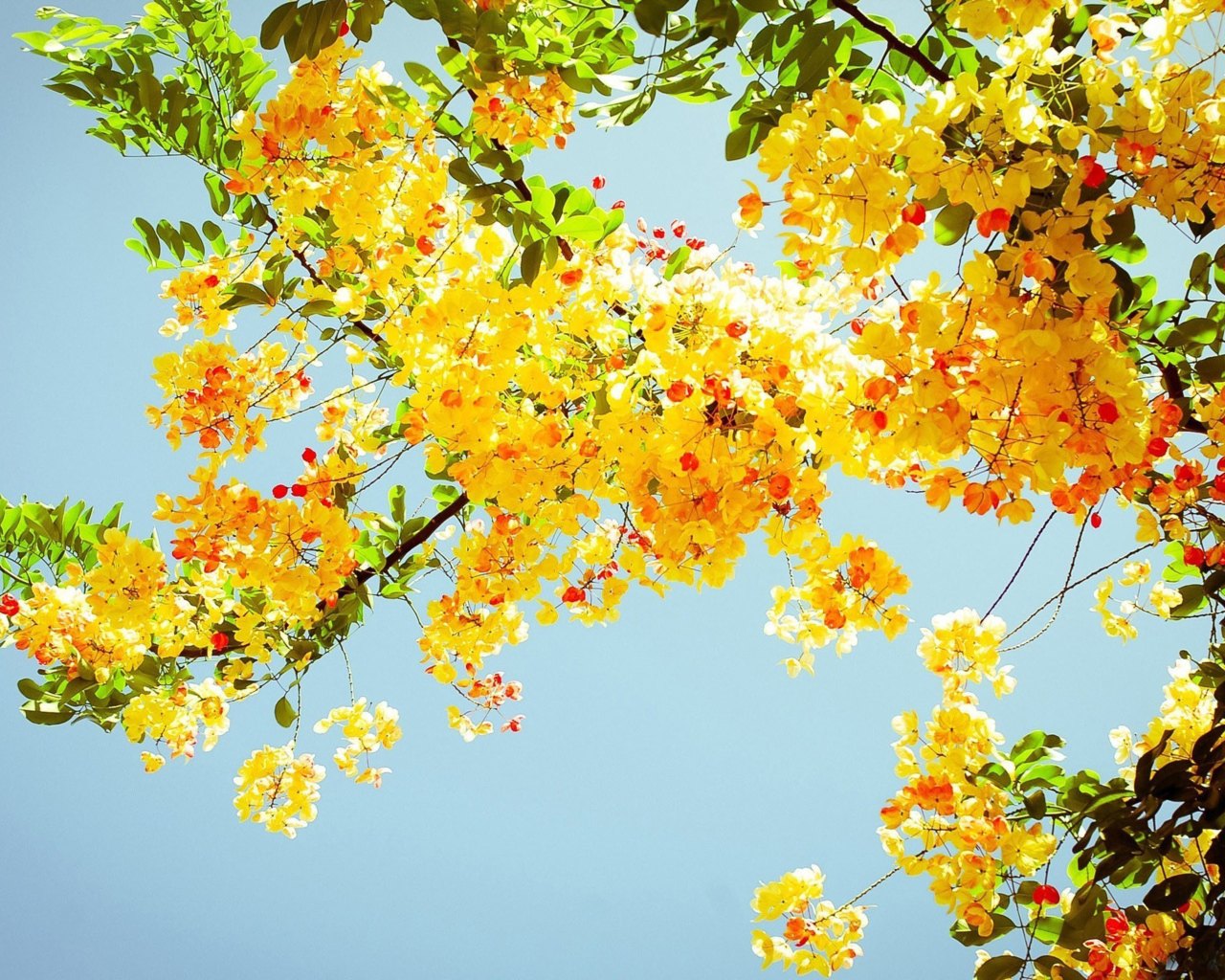 Ветка желтой акации с зелеными листьями на фоне голубого неба