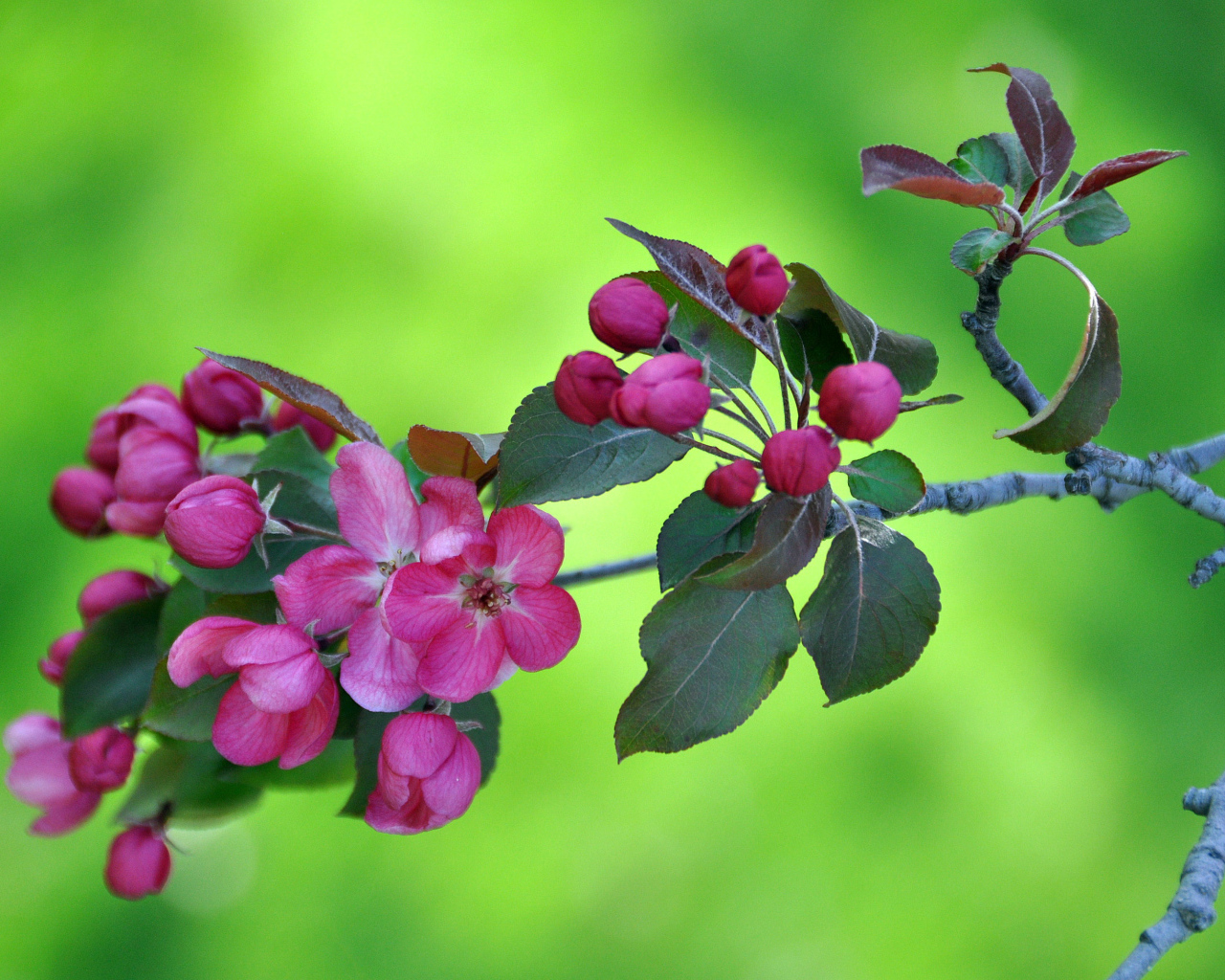 Ветка с розовыми цветами яблони на зеленом фоне