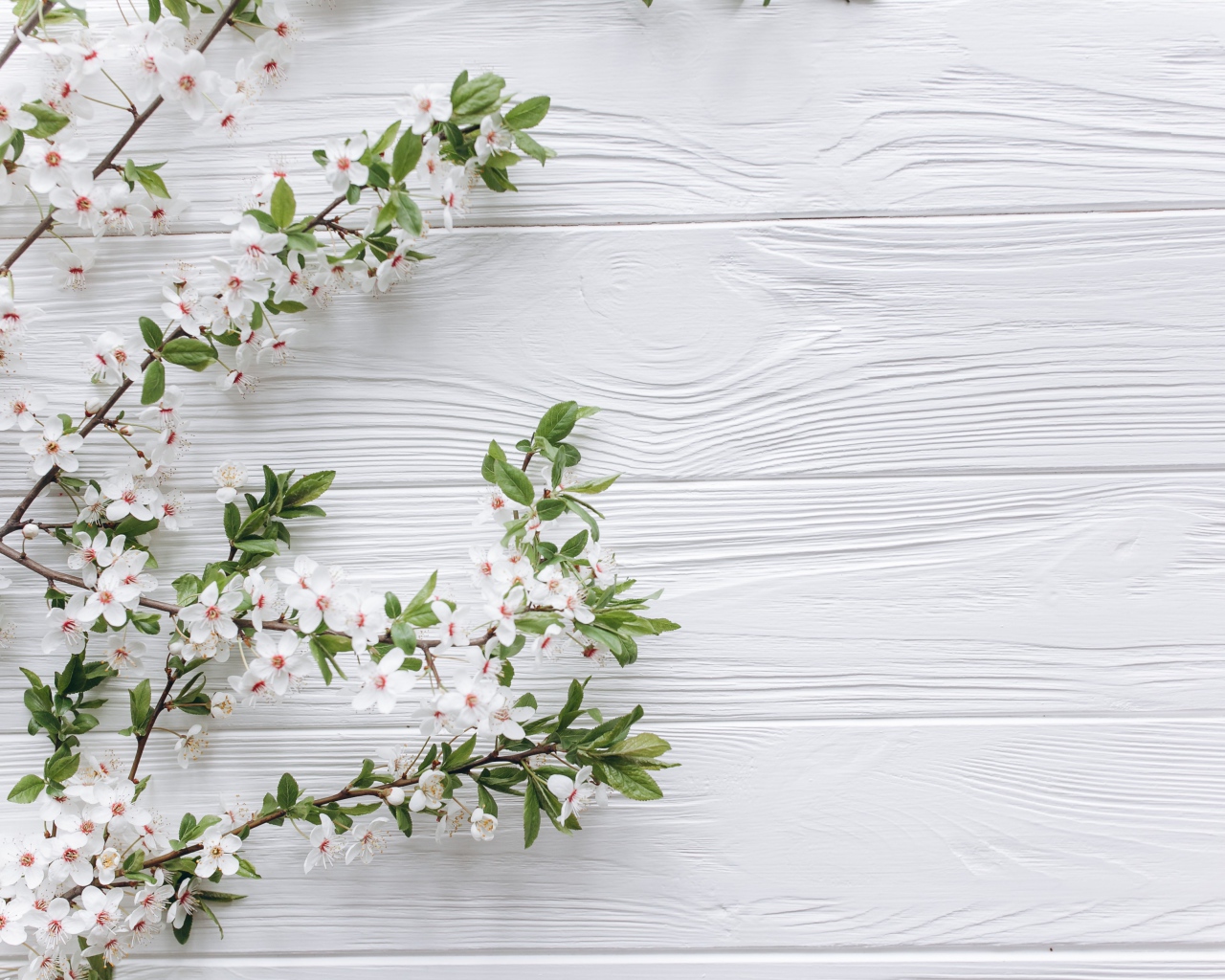 Ветки с белыми цветами вишни на деревянном фоне