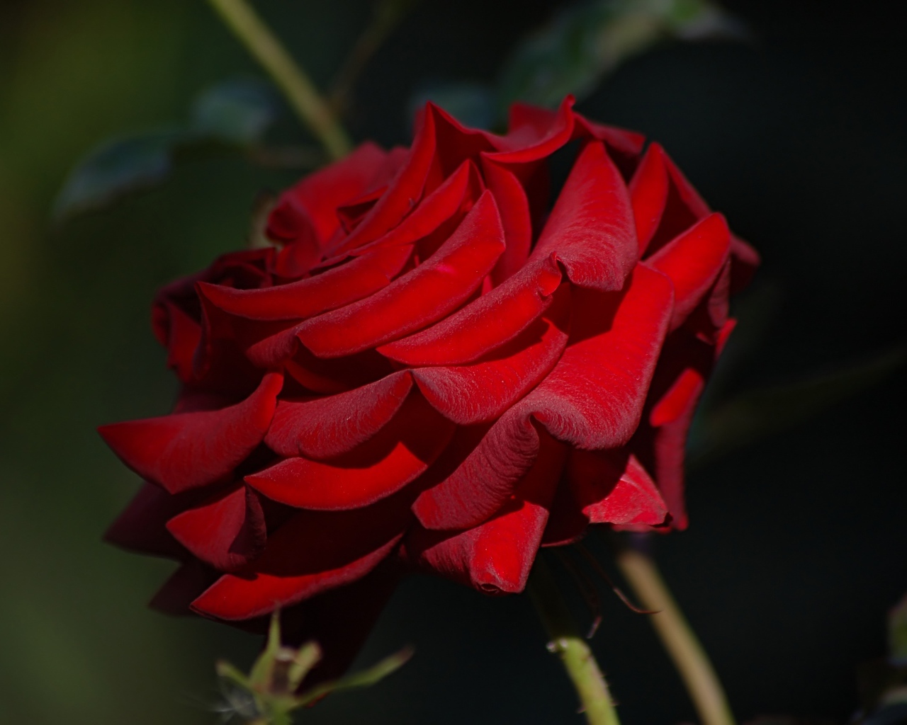 Яркая бордовая роза крупным планом