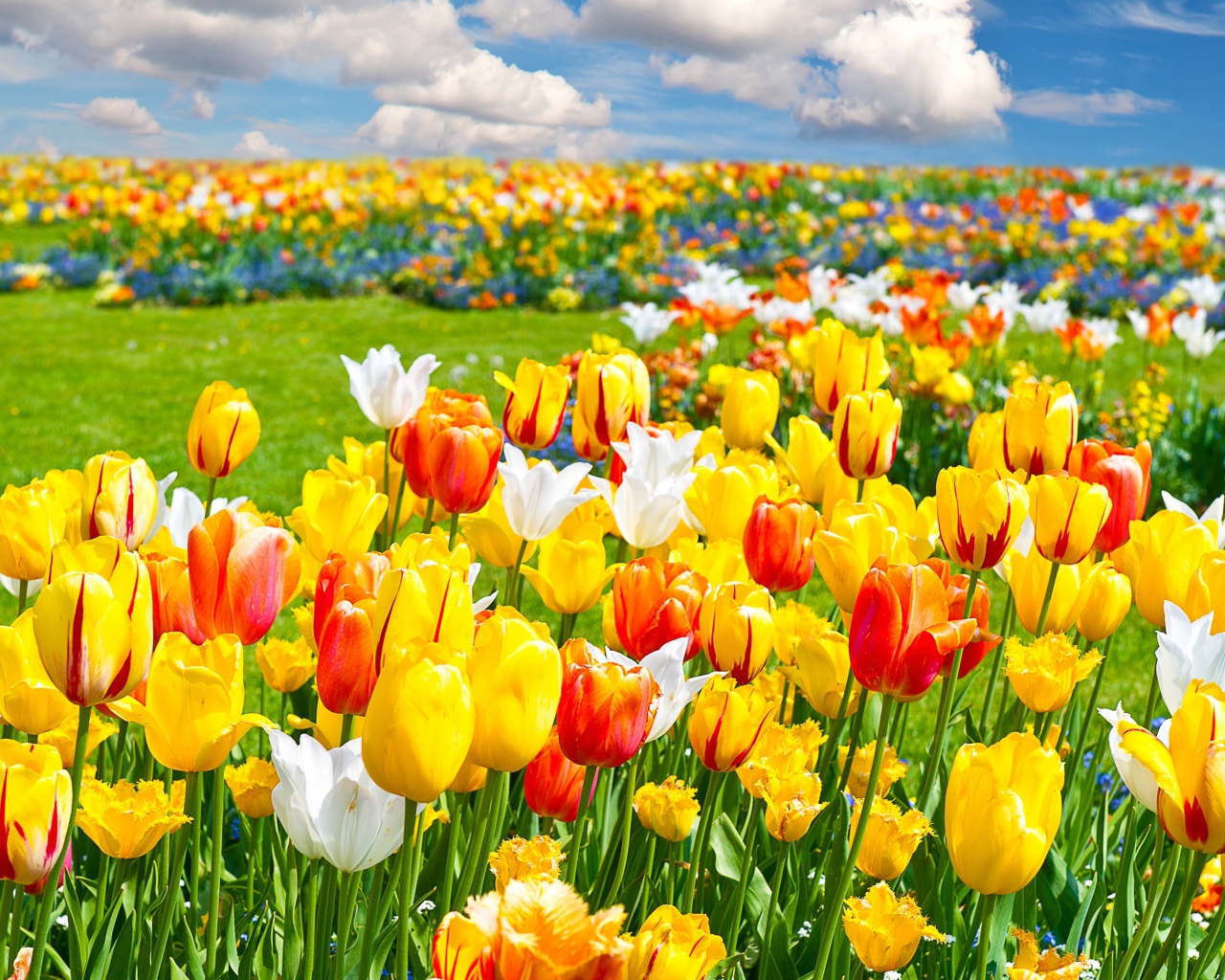 Яркие разноцветные тюльпаны на поле под облачным небом