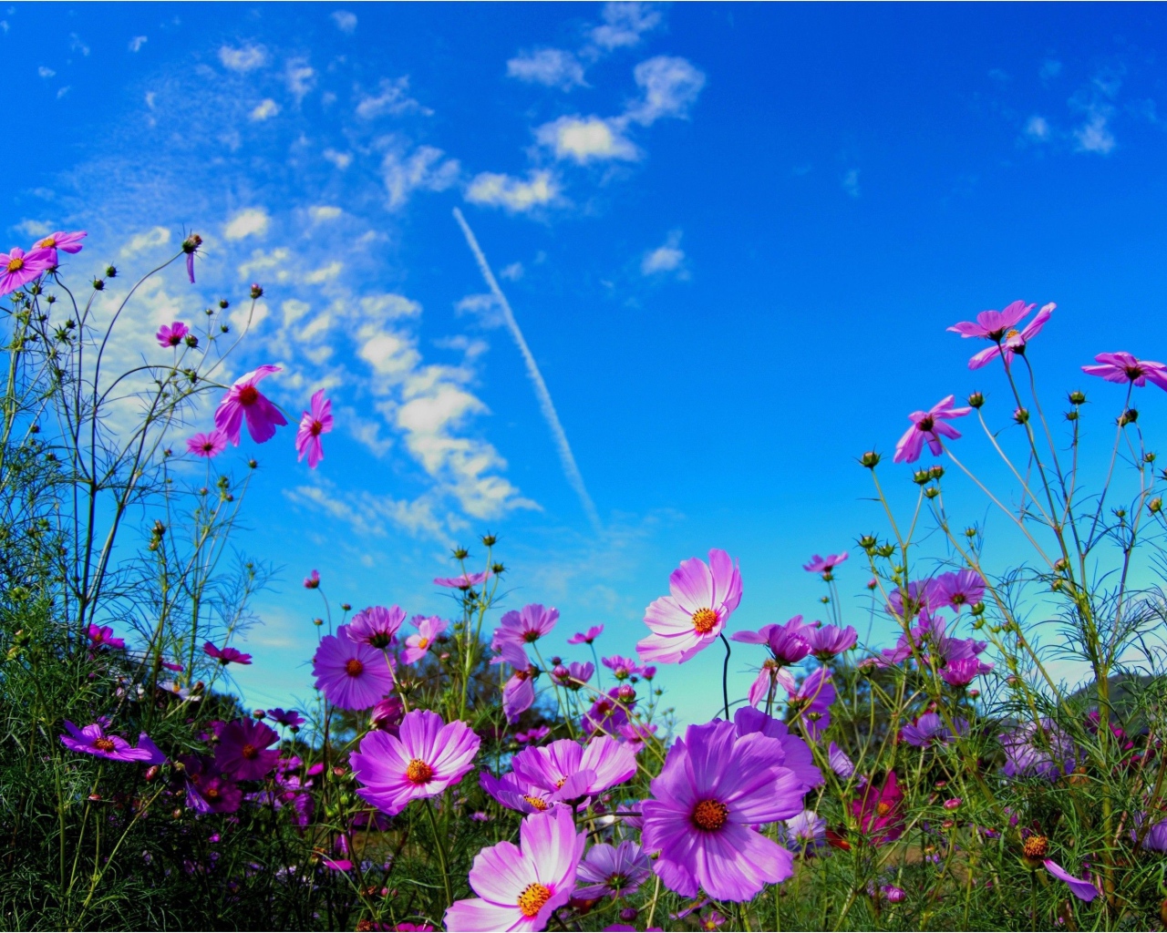 Яркие розовые цветы космеи на фоне голубого неба 