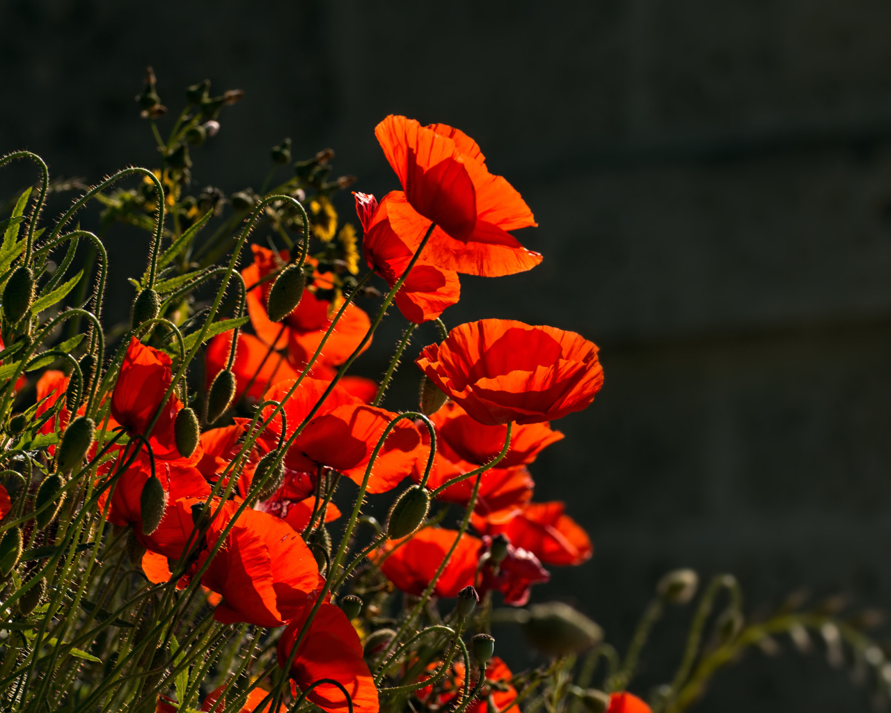 Яркие красные маки с бутонами в лучах солнца