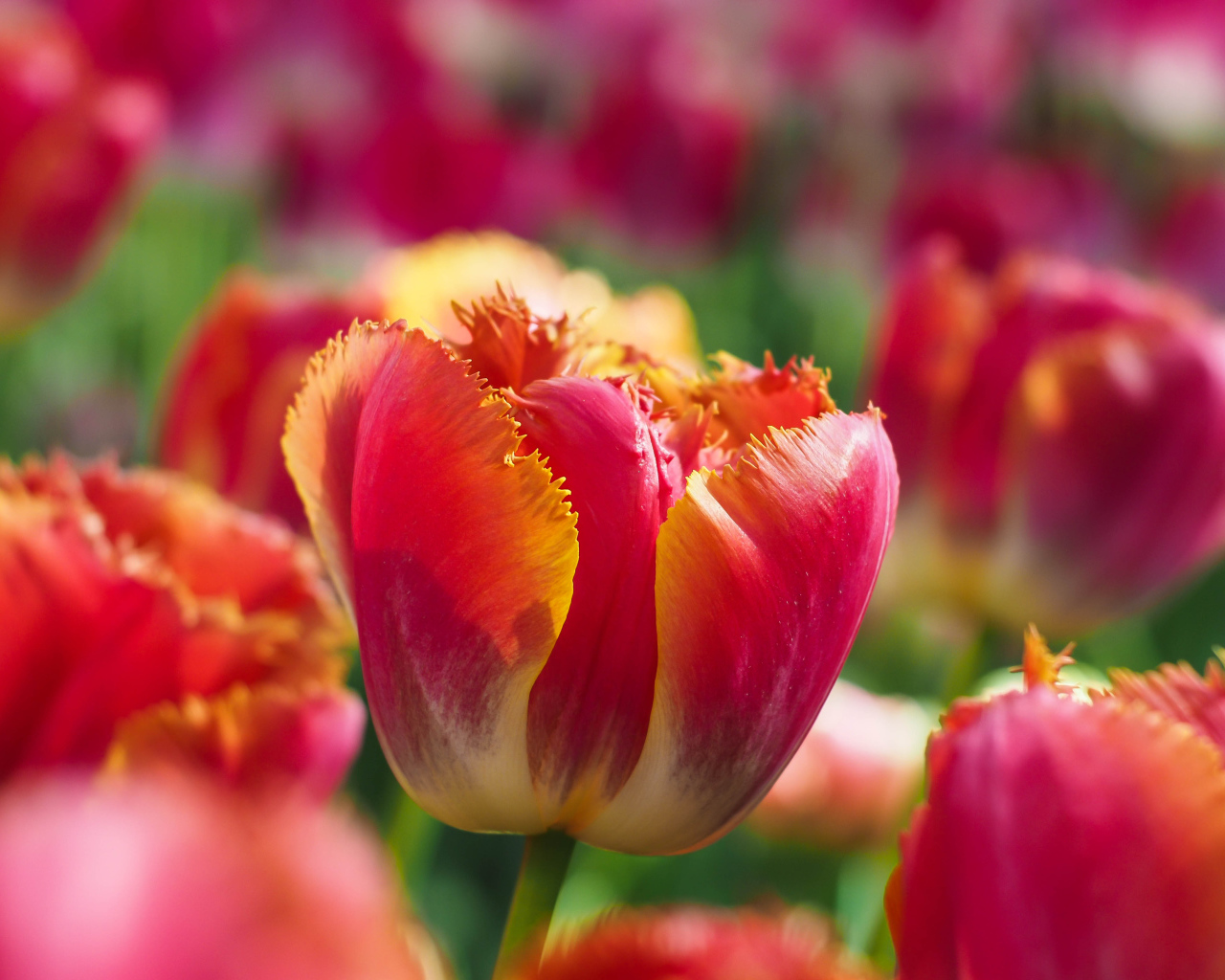 Яркий красный тюльпан с волнистыми лепестками на клумбе 