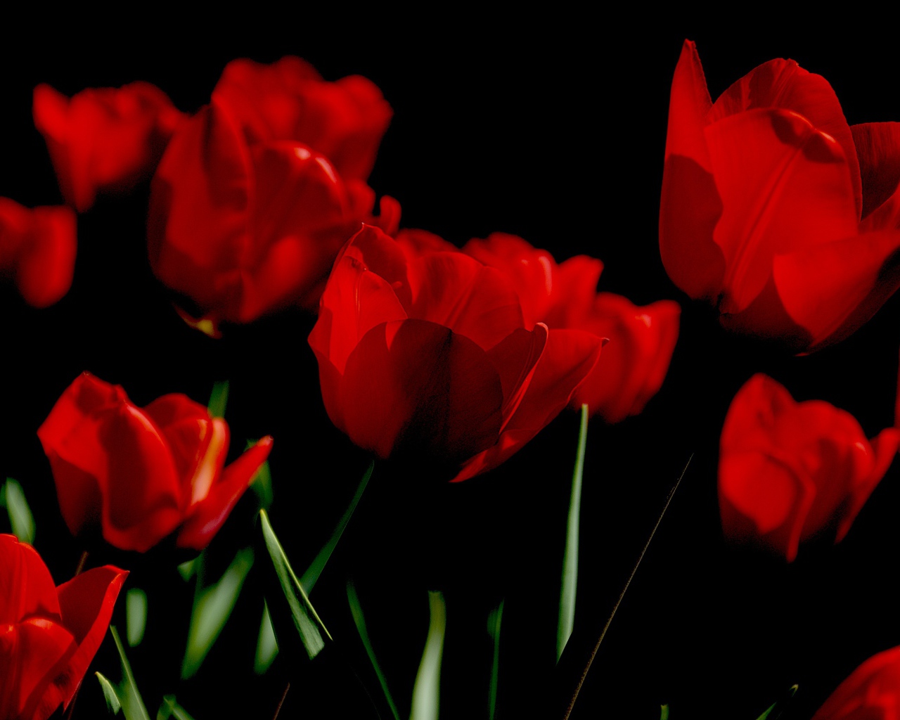 Яркие алые весенние тюльпаны на черном фоне