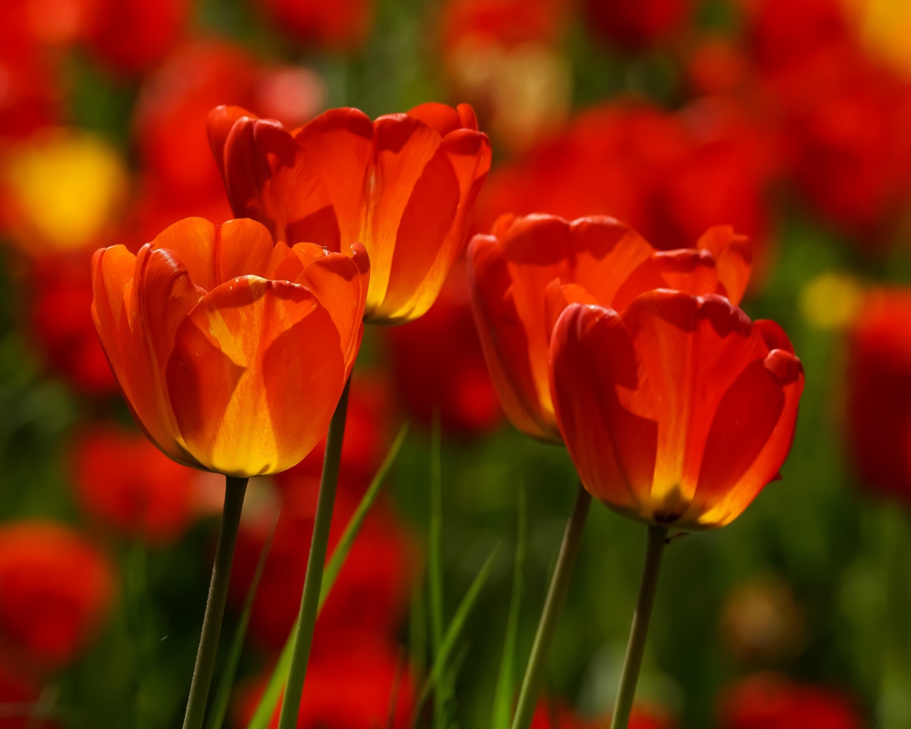 Яркие алые тюльпаны в лучах солнца весной 