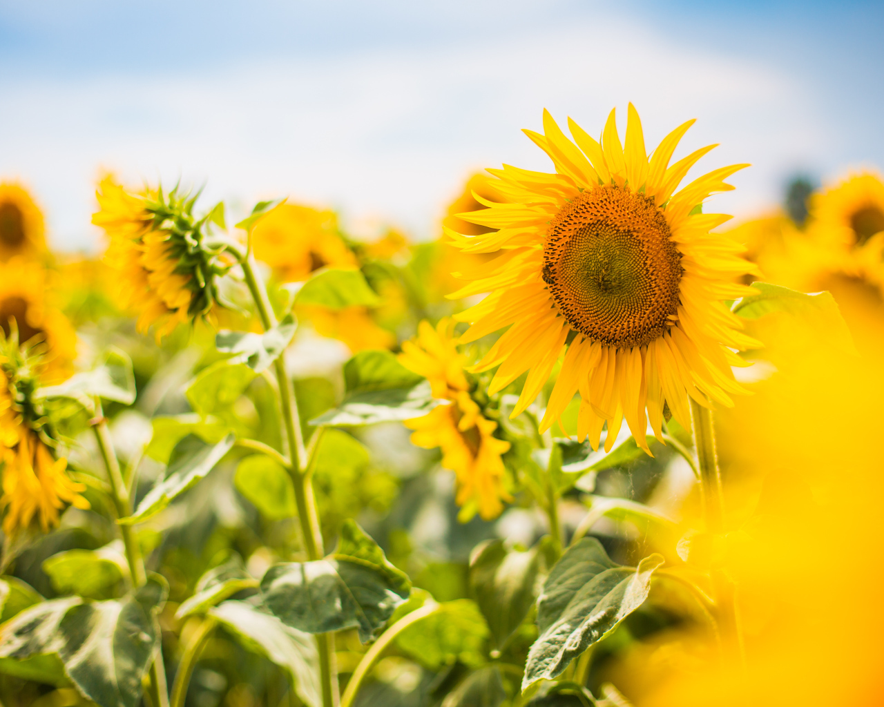 Яркие солнечные подсолнухи на поле летом 