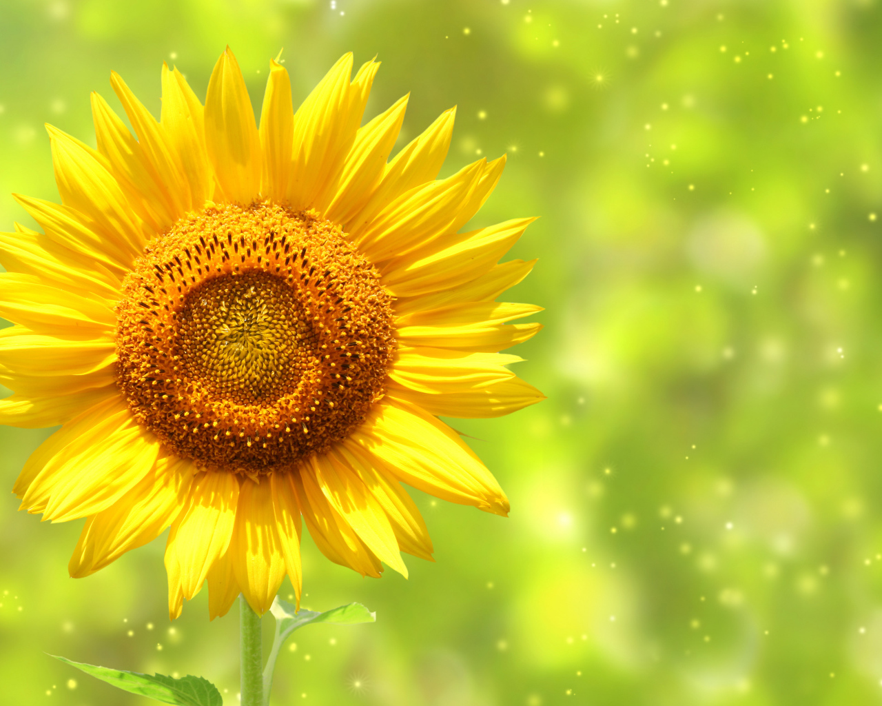 Яркий желтый цветок подсолнуха крупным планом