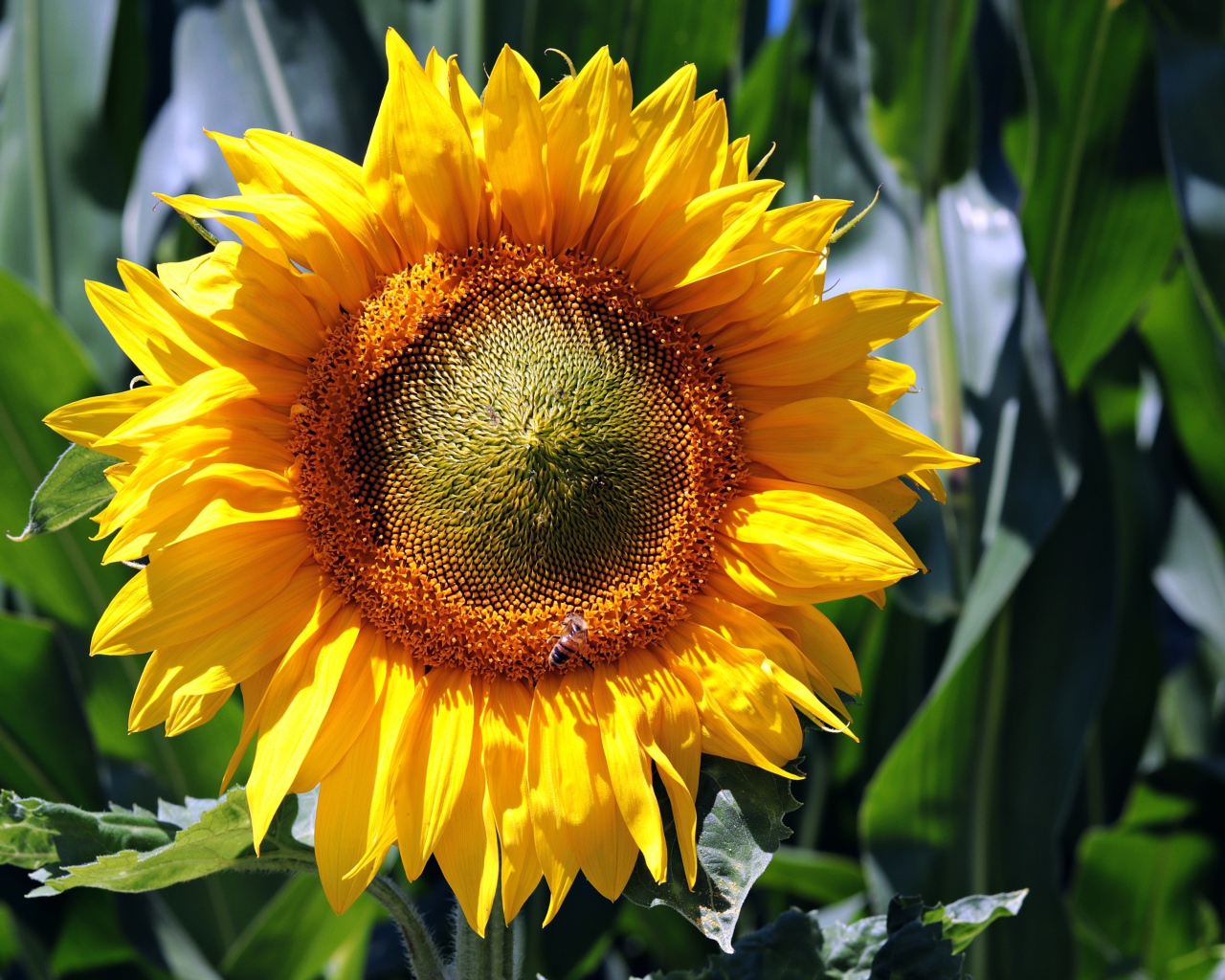Яркий желтый цветок подсолнуха крупным планом на поле