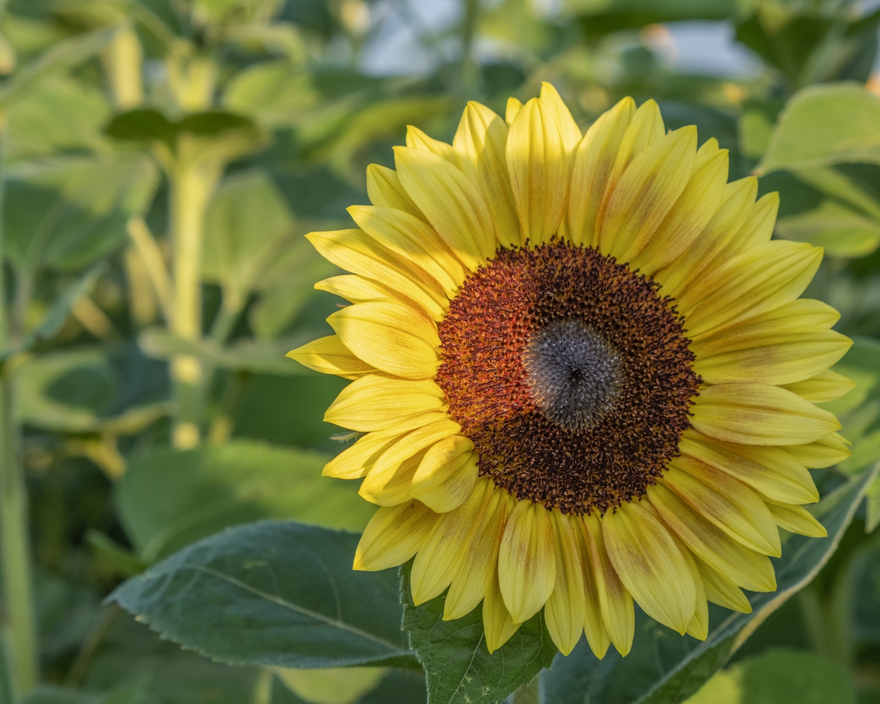 Яркий желтый подсолнух на поле в лучах солнца