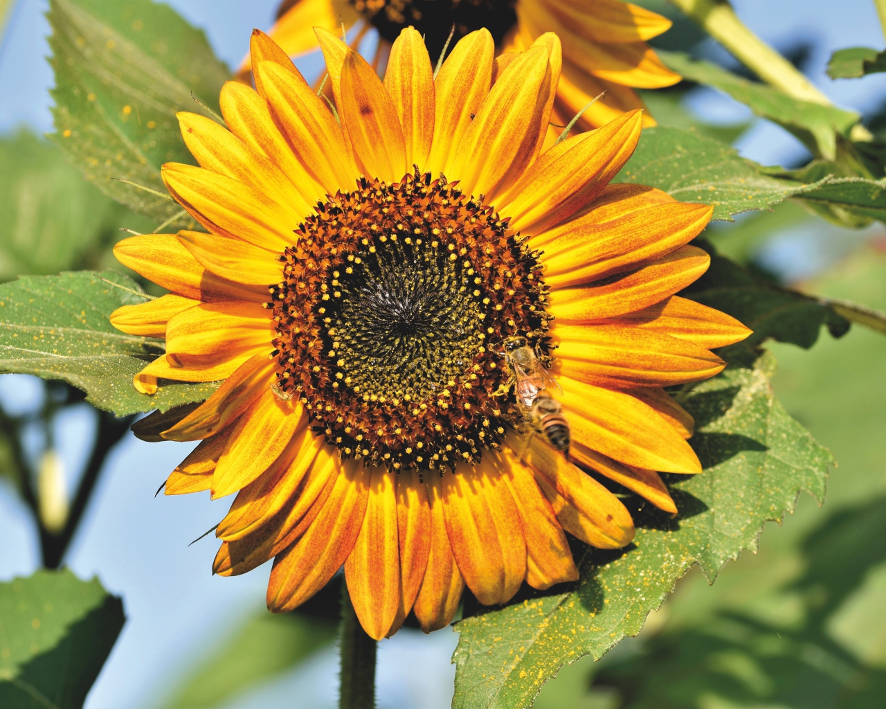 Яркий желтый подсолнух с зелеными листьями в лучах солнца