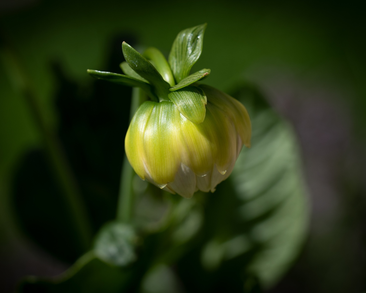 Бутон георгины в лучах солнца крупным планом