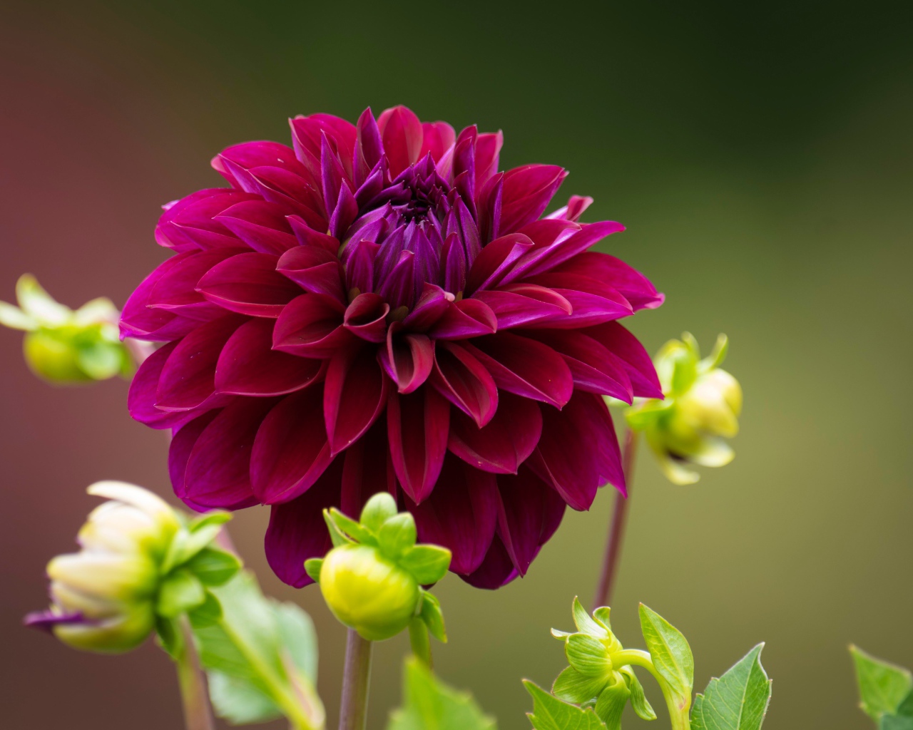 Бордовая георгина с бутонами на клумбе