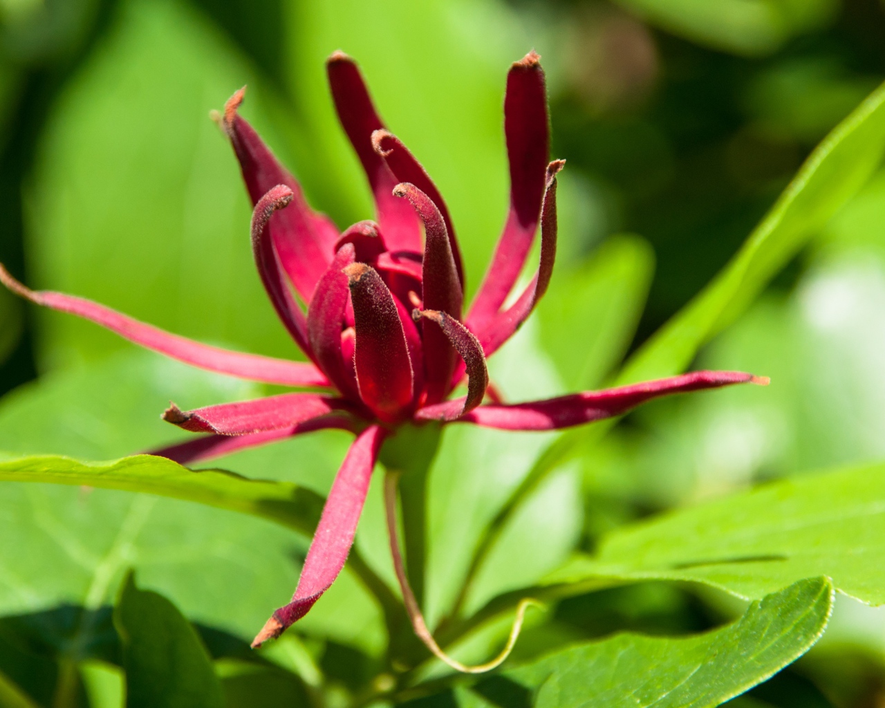 Бордовые цветы каликант цветущий крупным планом 