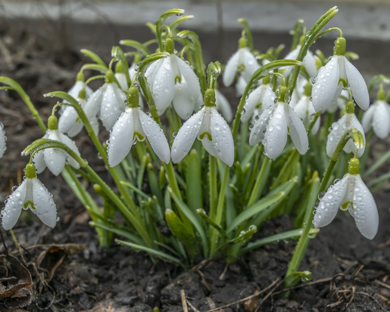 Куст белых подснежников в каплях дождя 
