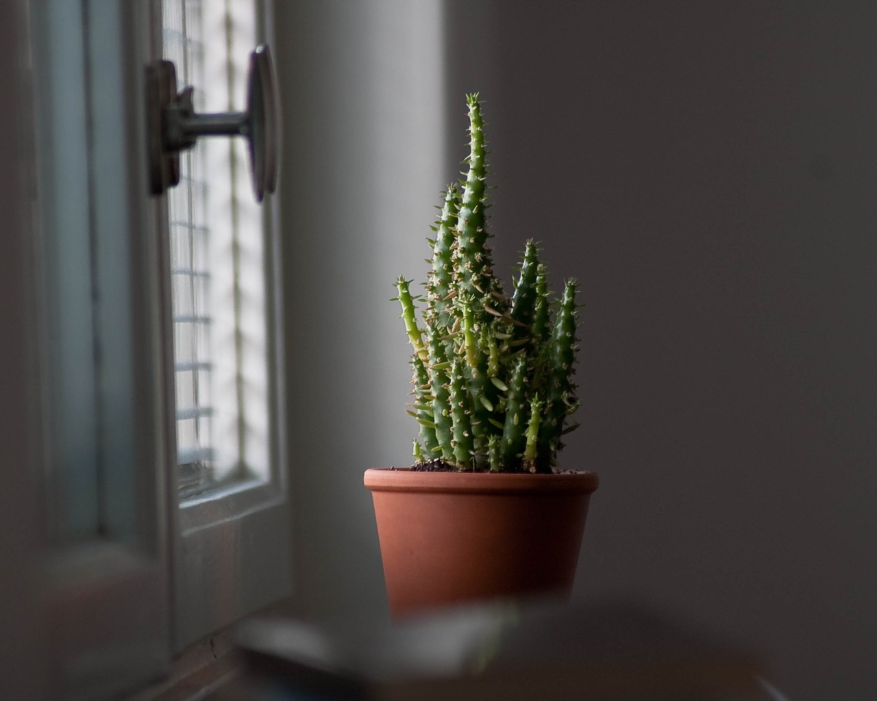 Кактус в горшке у окна 