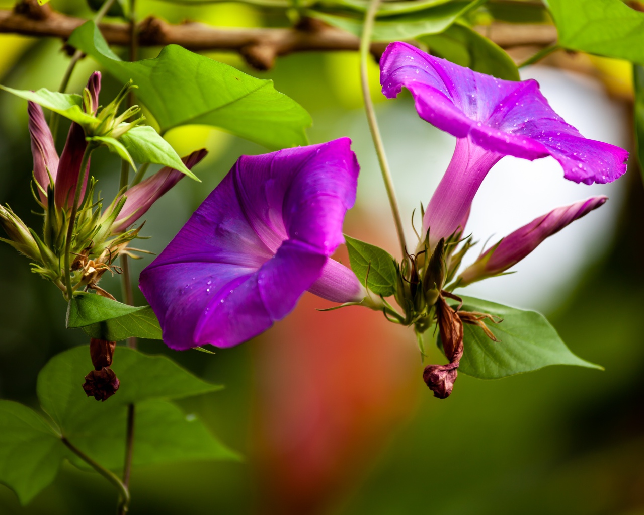 Цветы калачики с бутонами крупным планом