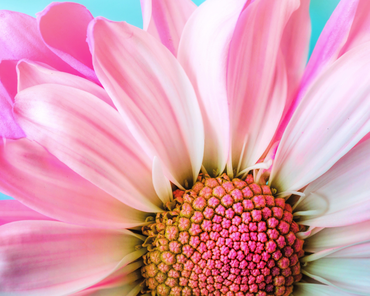 Розовые лепестки хризантем на голубом фоне крупным планом