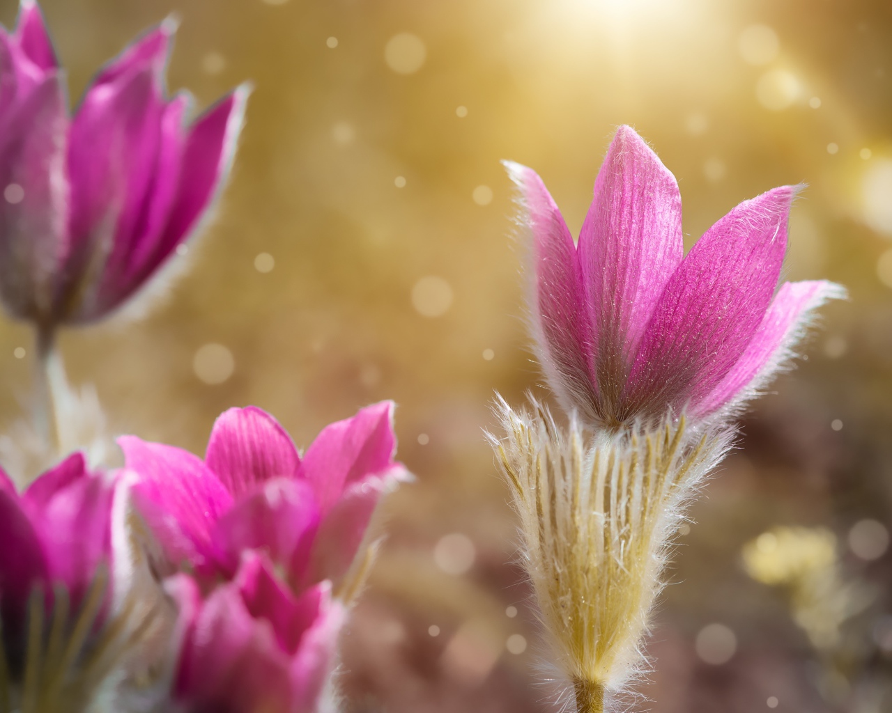 Розовые цветы прострела крупным планом 