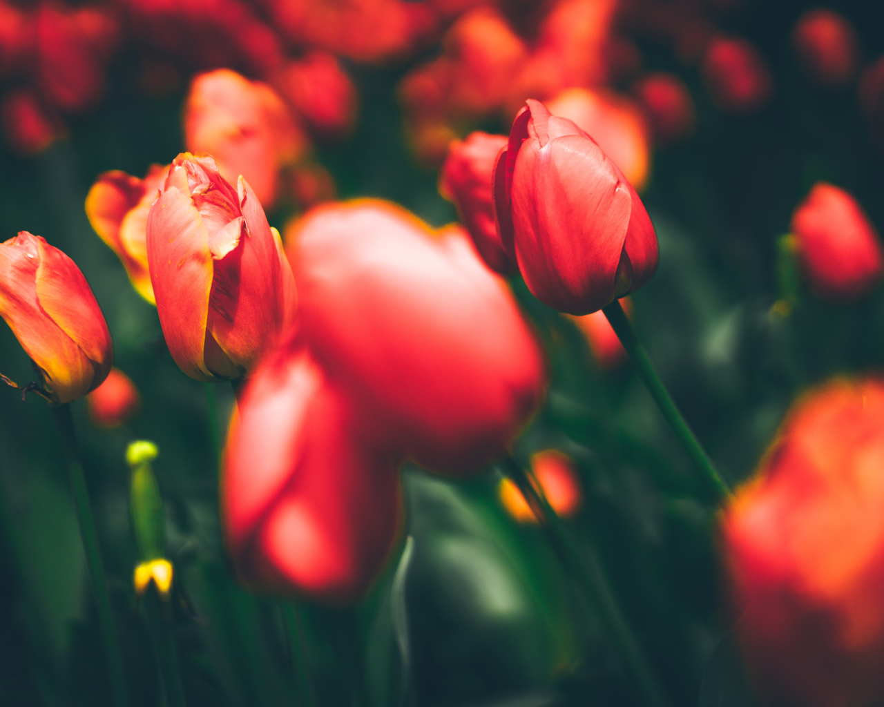 Закрытые красные тюльпаны на клумбе