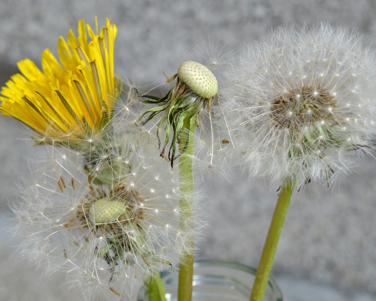 Цветы одуванчика в стеклянной банке 