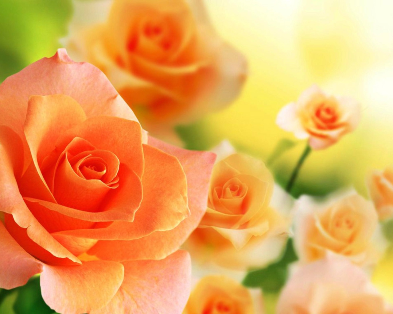 Нежные кремовые розы крупным планом