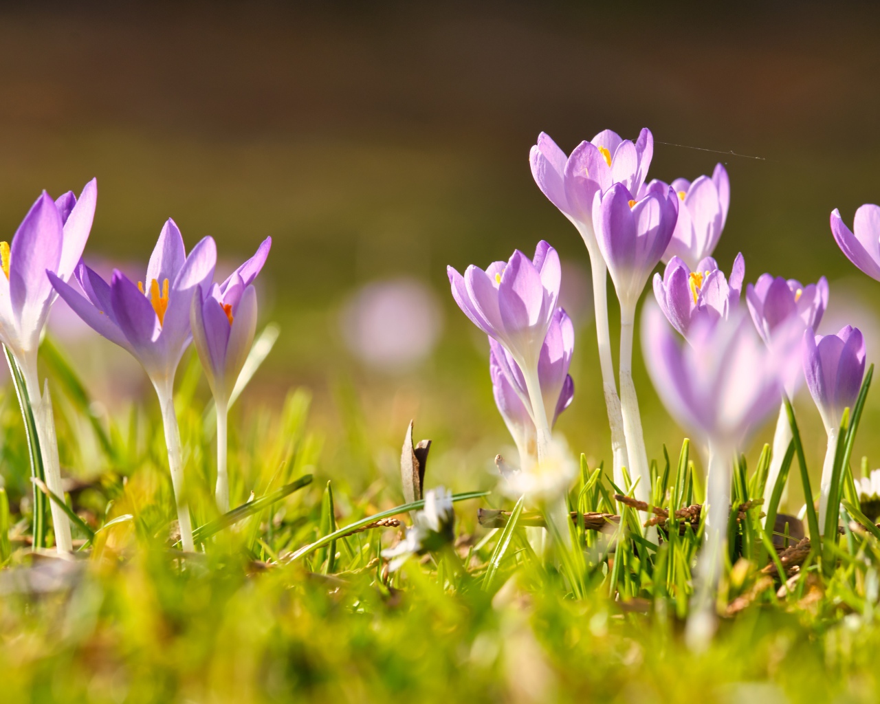Нежные хрупкие цветы крокусов в лучах весеннего солнца