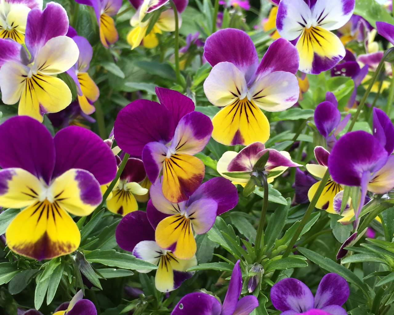 Нежные садовые цветы анютины глазки на клумбе 