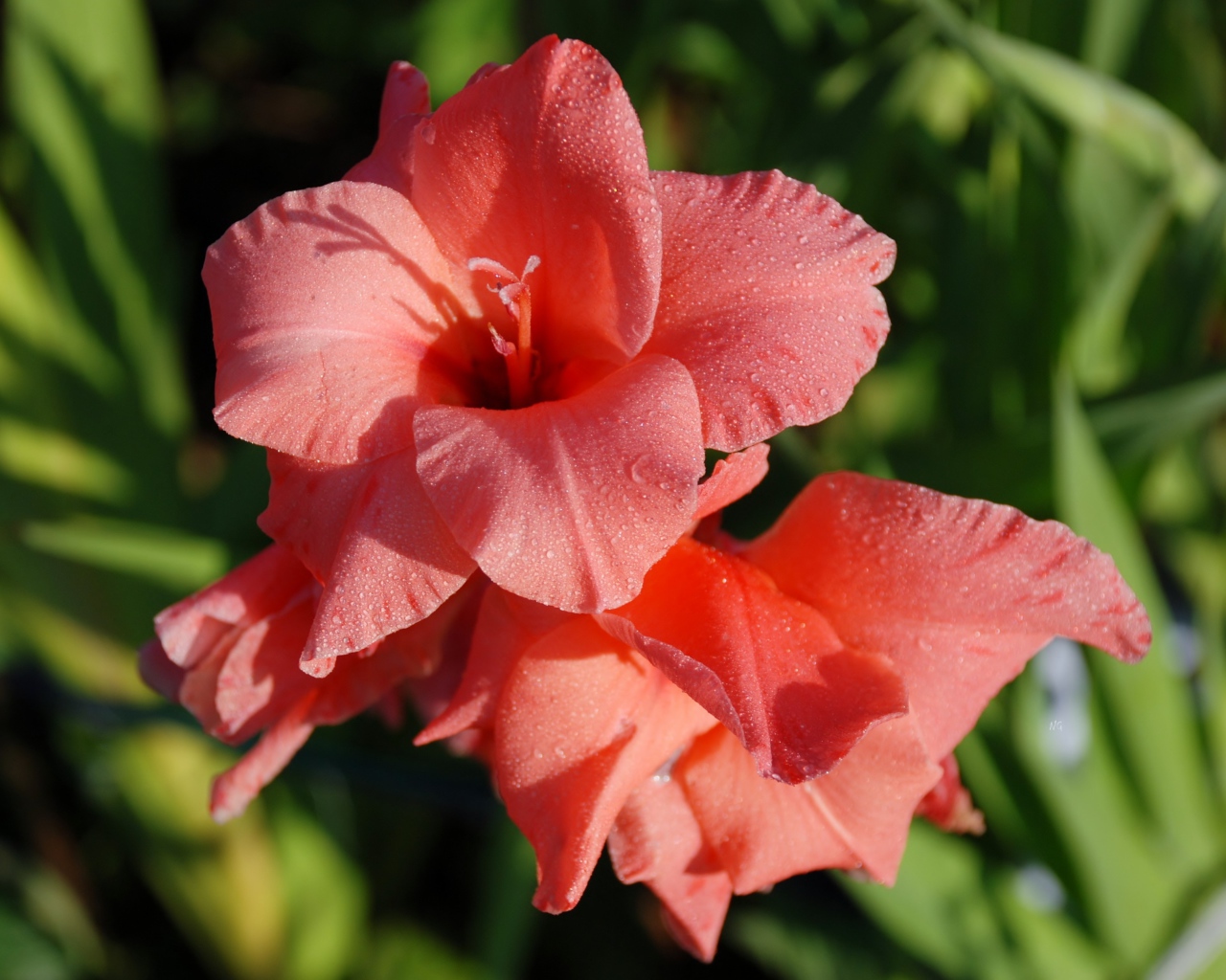 Нежные цветы гладиолуса в каплях росы