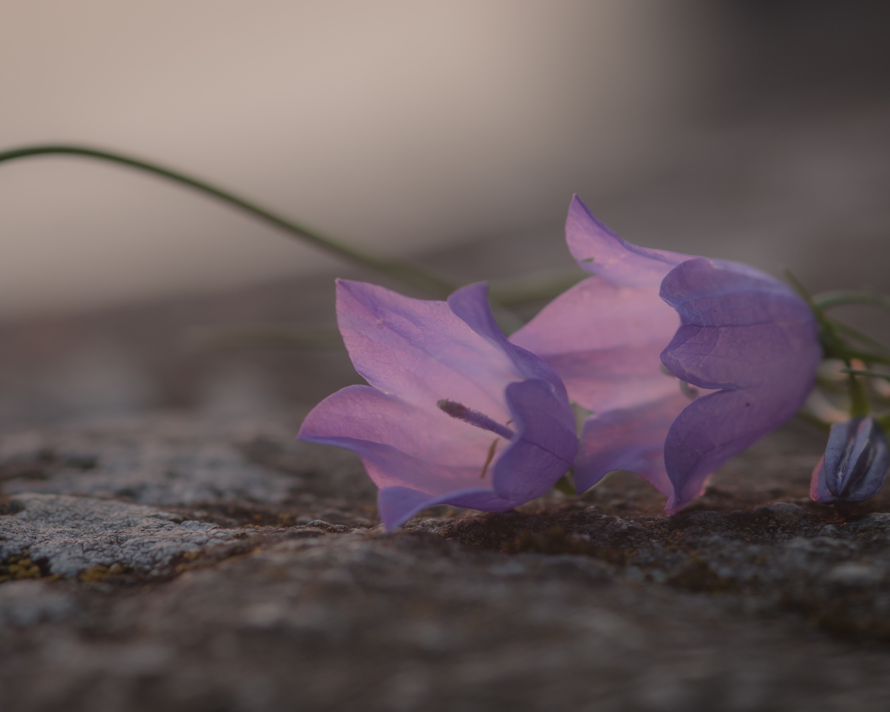 Нежные сиреневые колокольчики лежат на земле 
