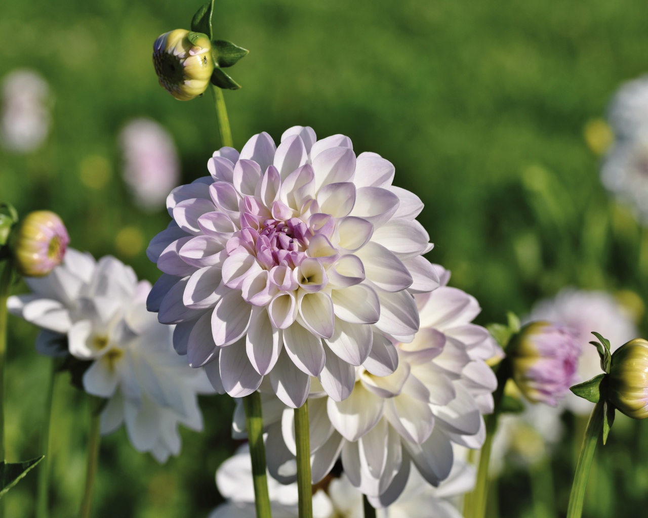 Нежные сиреневые цветы георгины с бутонами на клумбе 