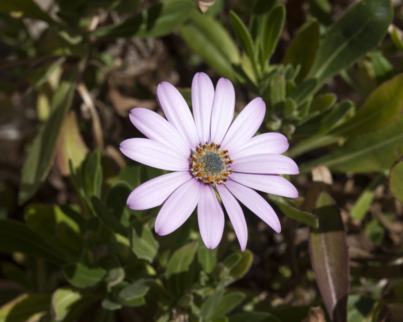 Нежный сиреневый цветок остеоспермум на клумбе