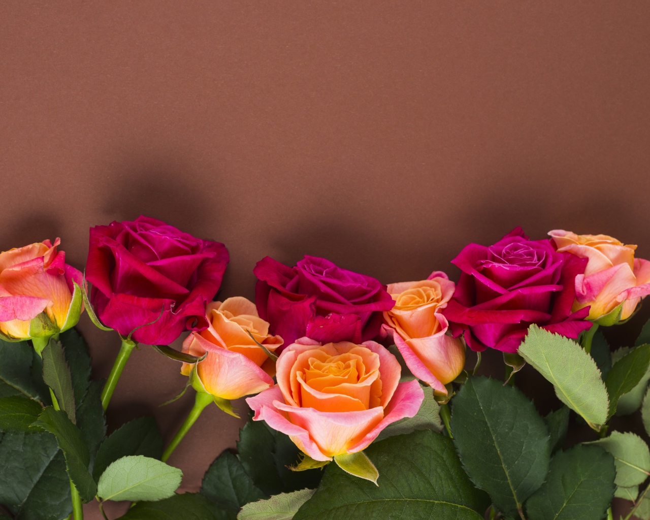 Нежные разноцветные розы на коричневом фоне