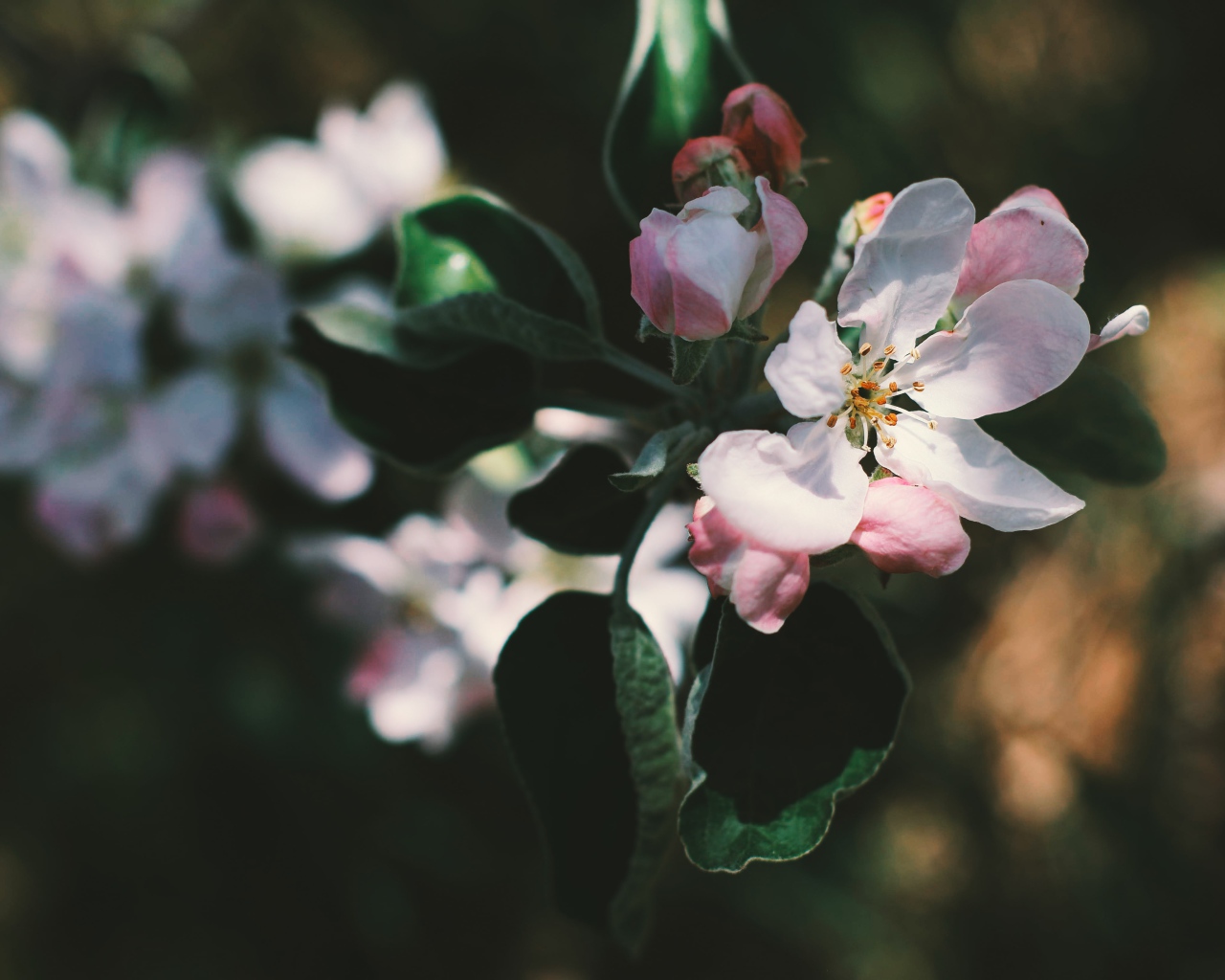 Нежные розовые цветы яблони на ветке