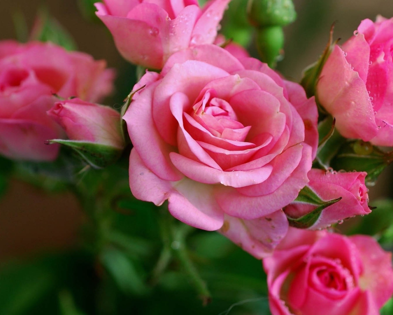 Нежные розовые садовые розы с бутонами в росе