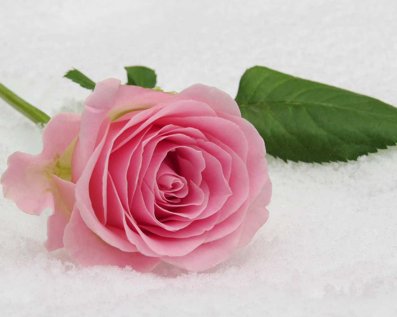 Нежный розовый цветок розы на снегу