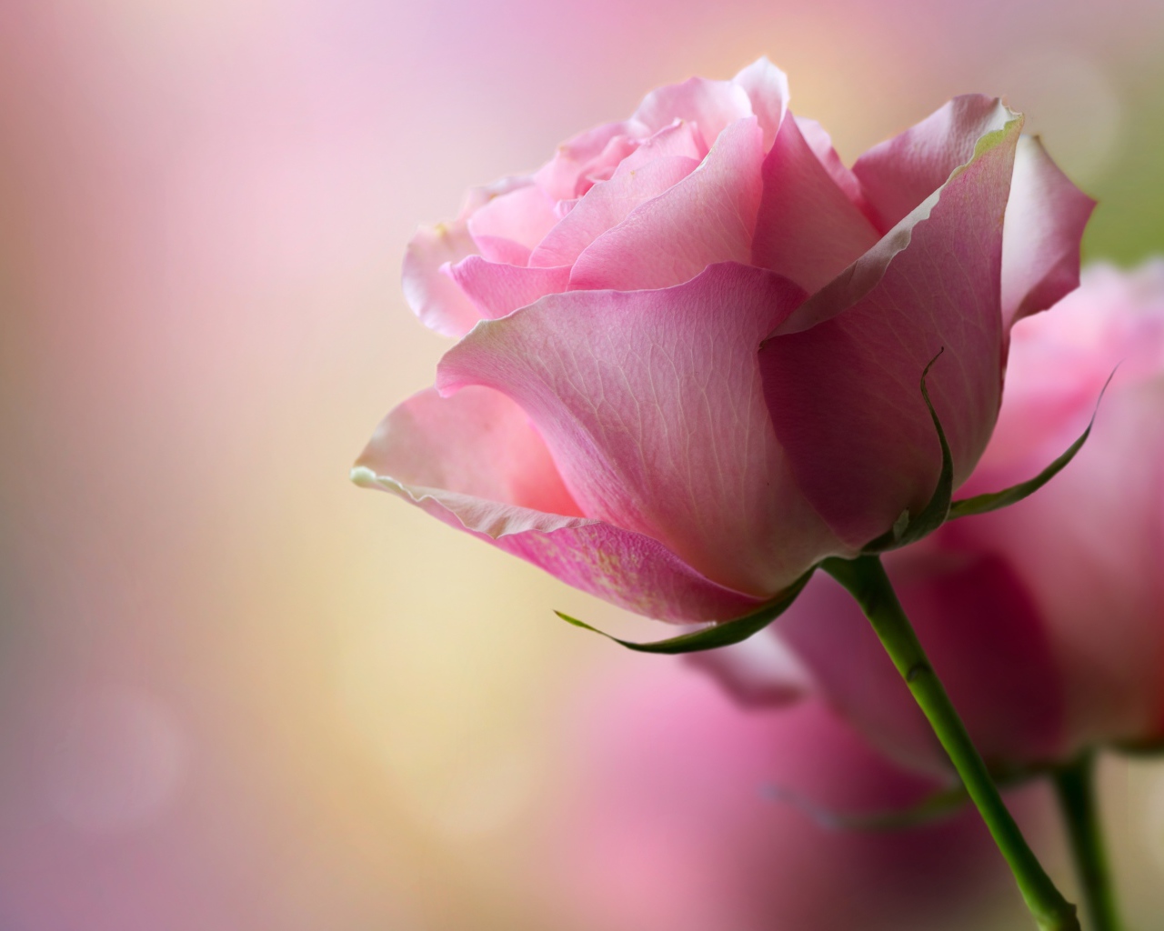 Нежная розовая роза для любимой 