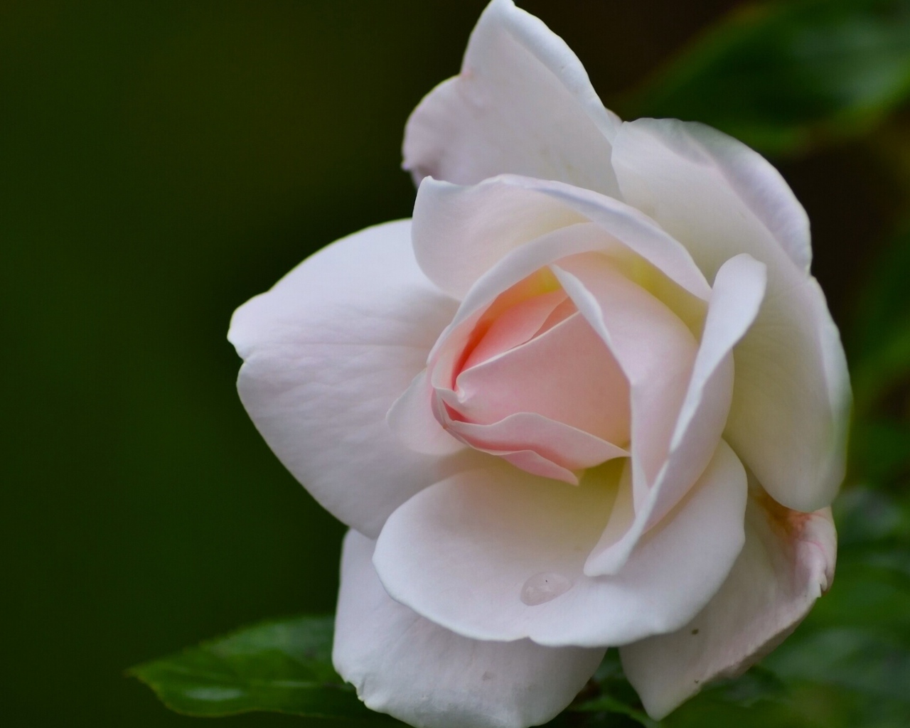 Нежные лепестки розовой розы крупным планом 