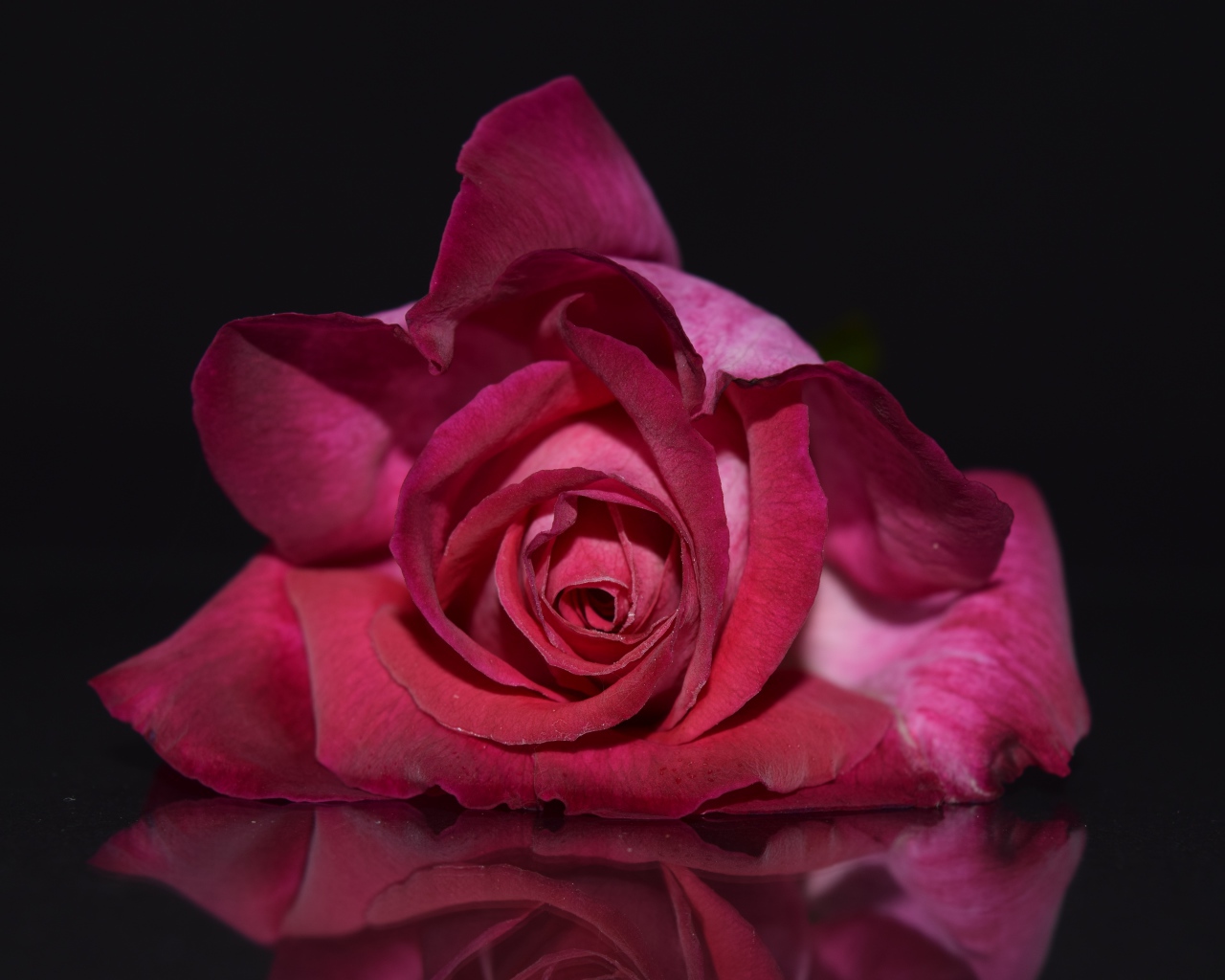 Нежная красная роза на сером фоне 