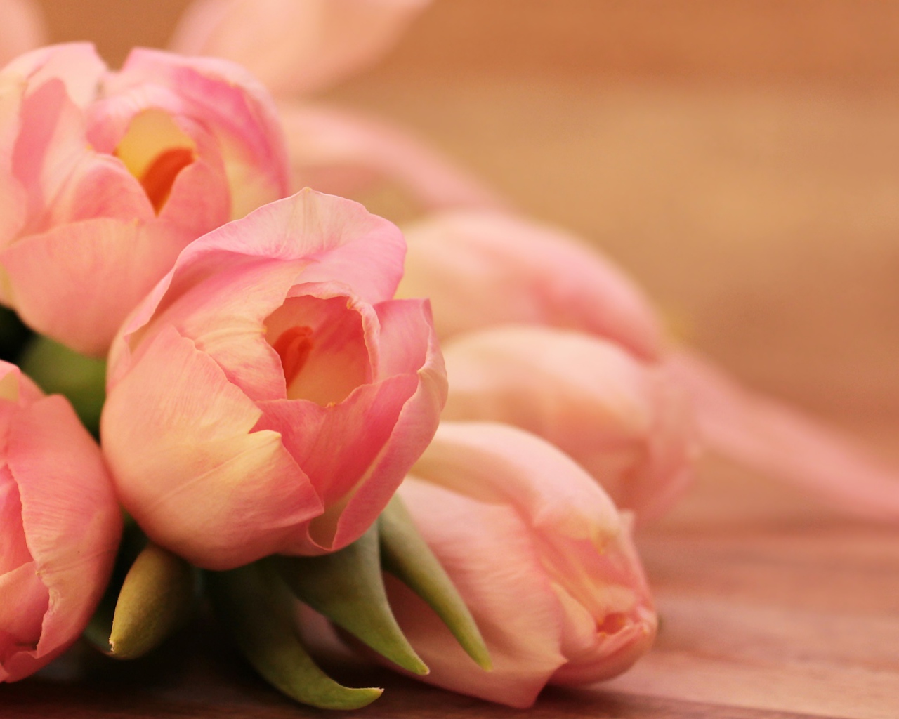 Нежные весенние розовые тюльпаны