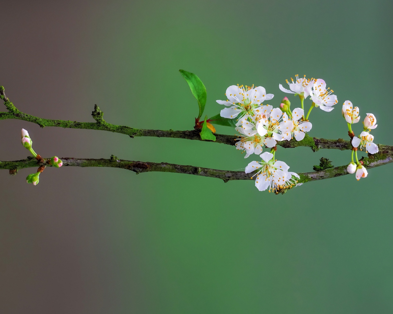 Нежные белые цветы вишни на ветке весной 