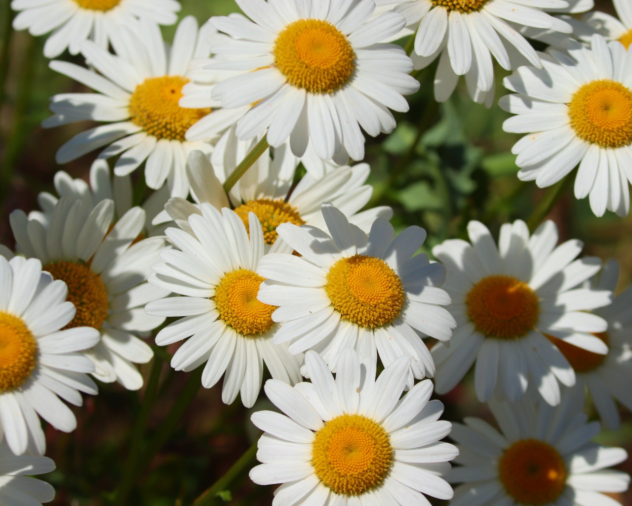 Нежные белые ромашки с желтой серединкой в лучах солнца 