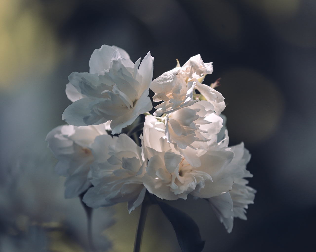 Нежные белые цветы в лучах солнца